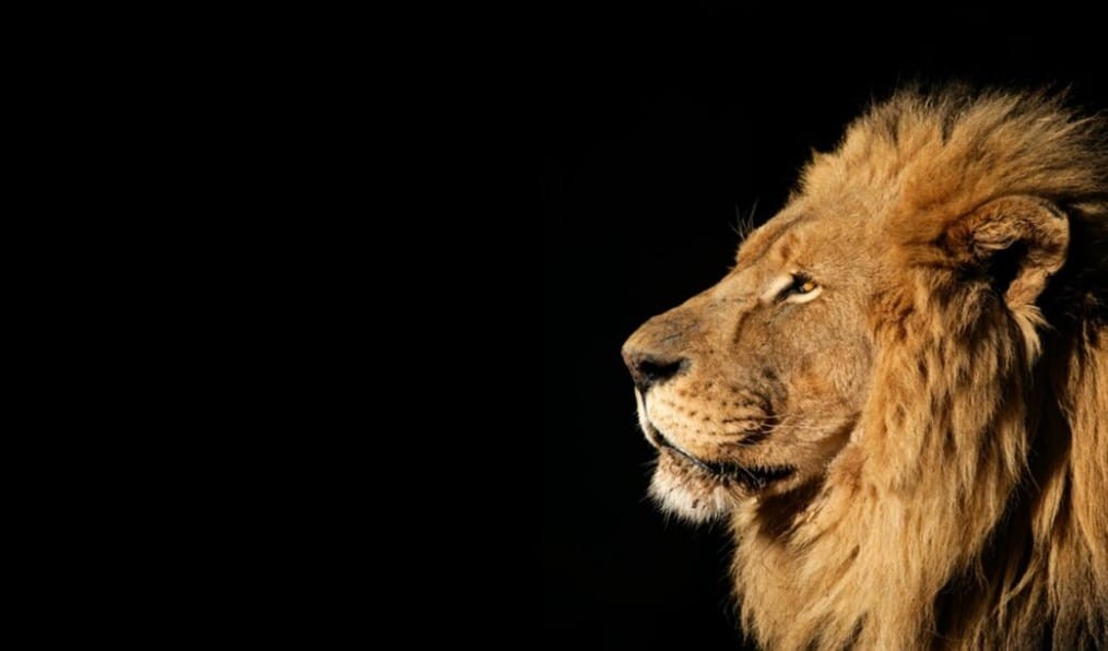 informe-de-rendimentos